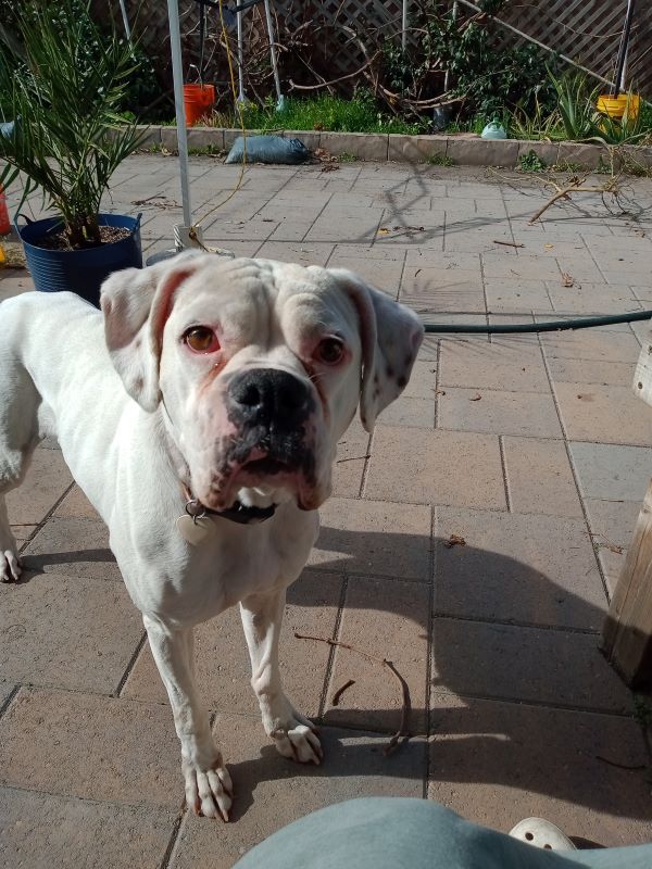 white boxer dog face standing on stone patio