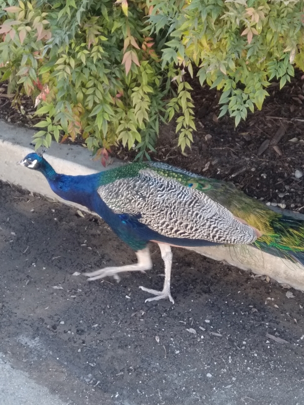 male peacock strutting, detachment